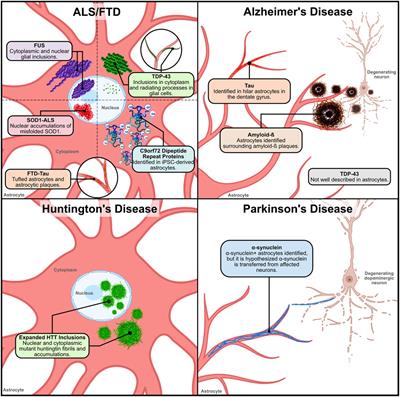 The Fault in Our Astrocytes - cause or casualties of proteinopathies of ALS/FTD and other neurodegenerative diseases?